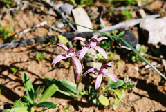 Caladenia hirta rosea