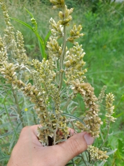 Pterocaulon cordobense