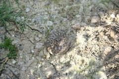 Hypsiglena ochrorhynchus