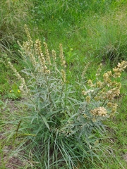 Pterocaulon cordobense