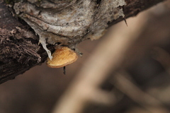 Crepidotus mollis