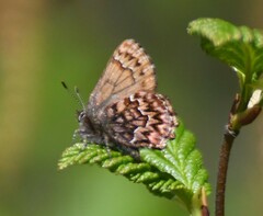 Callophrys eryphon