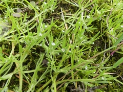 Plagiobothrys scouleri