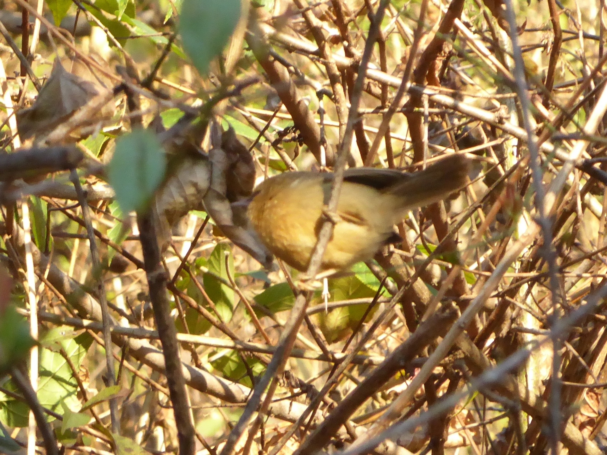 Black-chinned Babbler