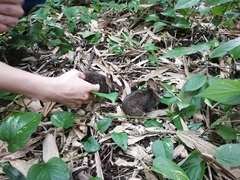 Sylvilagus daulensis