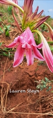 Crinum stuhlmannii delagoense