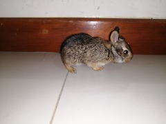 Sylvilagus daulensis