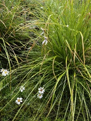 Brownleea macroceras