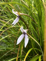 Brownleea macroceras