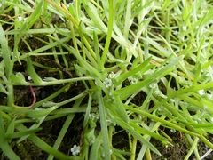 Plagiobothrys scouleri