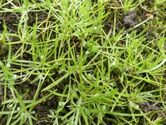 Plagiobothrys scouleri