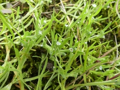 Plagiobothrys scouleri