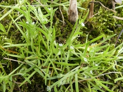 Plagiobothrys scouleri