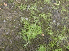 Plagiobothrys scouleri