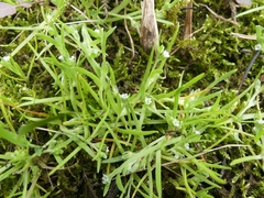 Plagiobothrys scouleri