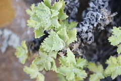 Osmitopsis dentata