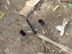 Brachythemis leucosticta