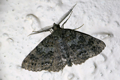 Ascotis fortunata