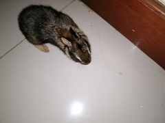 Sylvilagus daulensis