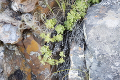 Osmitopsis dentata