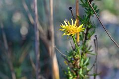 Limbarda crithmoides