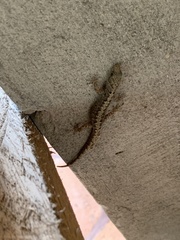 Gonatodes caudiscutatus