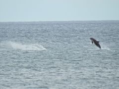 Sagmatias australis