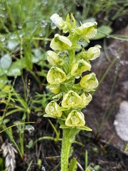 Pterygodium leucanthum