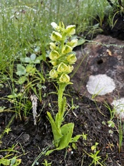 Pterygodium leucanthum