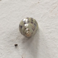 Drymaeus interpunctus