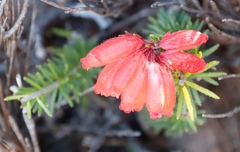Erica cerinthoides cerinthoides