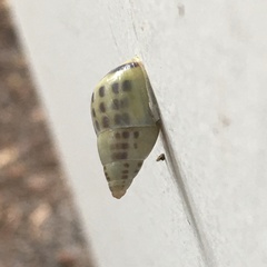 Drymaeus interpunctus