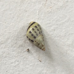 Drymaeus interpunctus