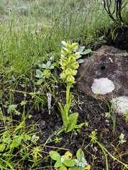 Pterygodium leucanthum