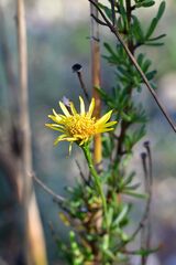 Limbarda crithmoides