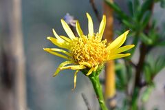 Limbarda crithmoides