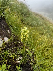 Pterygodium leucanthum