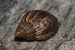 Achatinidae