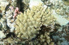 Acropora humilis