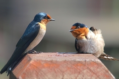 Hirundo tahitica