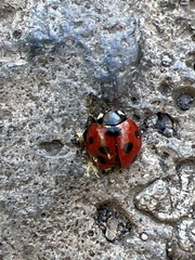 Coccinella algerica