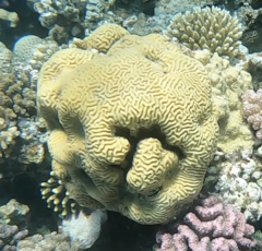 Leptoria phrygia