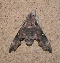 Madoryx oiclus