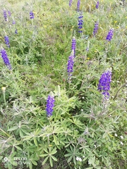 Lupinus pubescens