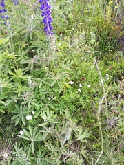 Lupinus pubescens