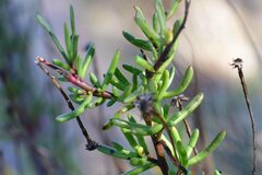 Limbarda crithmoides