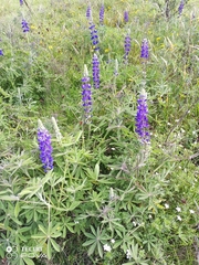 Lupinus pubescens
