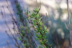 Limbarda crithmoides