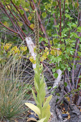 Verbascum thapsus thapsus