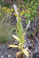 Verbascum thapsus thapsus